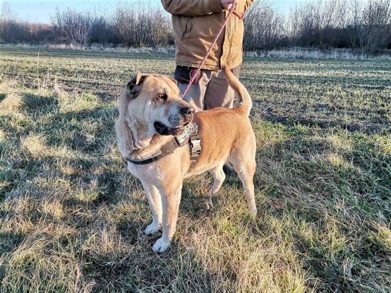 Maci, Charmeur sucht Wegbegleiter