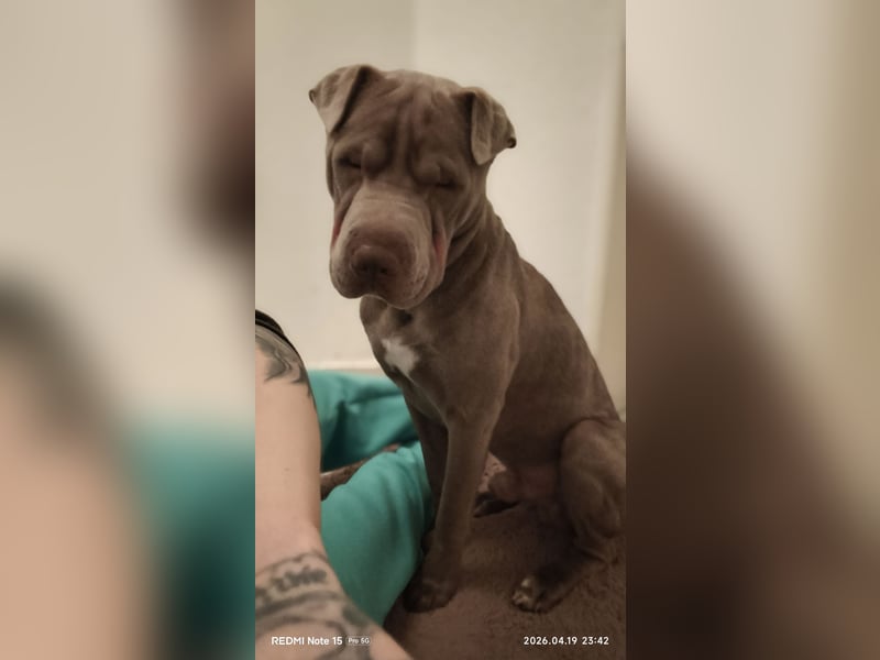 Shar-Pei Rüde sucht liebevolles Zuhause