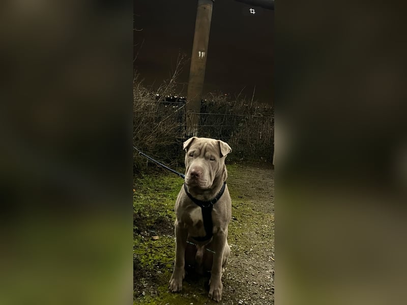 Shar-Pei Rüde sucht dringend liebevolles Zuhause