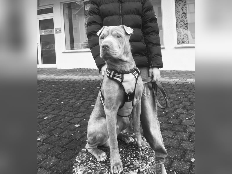 Shar-Pei Rüde sucht dringend liebevolles Zuhause