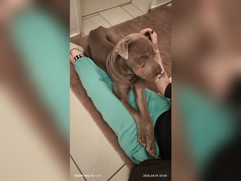 Shar-Pei Rüde sucht liebevolles Zuhause