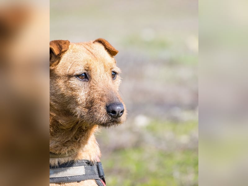 Barack SI - lieb, verträglich