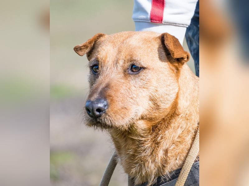 Barack SI - lieb, verträglich