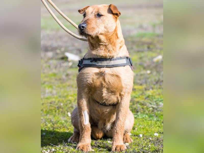 Barack SI - lieb, verträglich