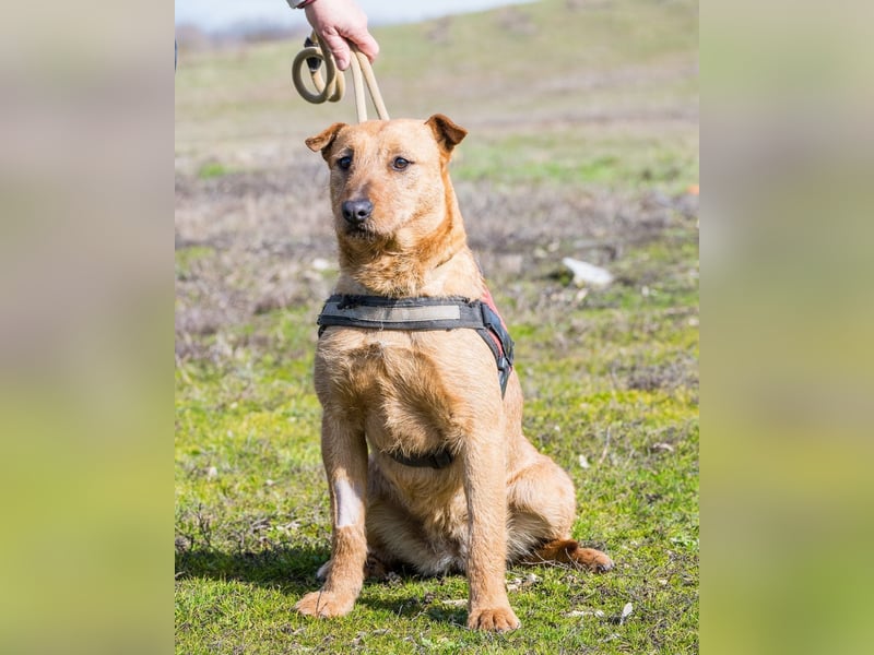 Barack SI - lieb, verträglich