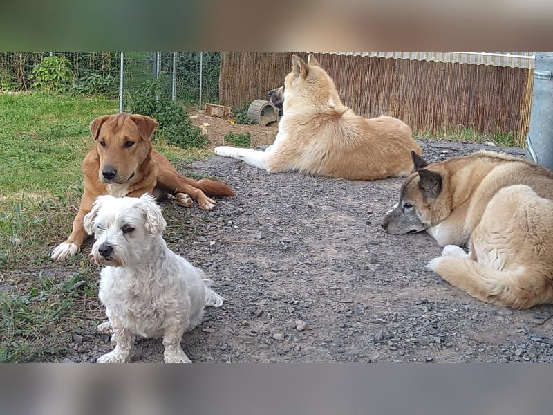 Sono, süßer kleiner Shar Pei Mix Welpe