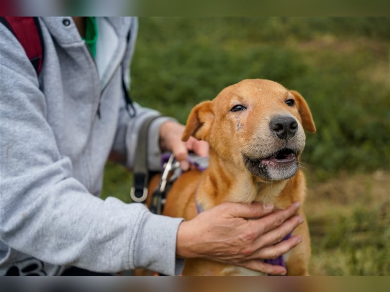 Sono, süßer kleiner Shar Pei Mix Welpe