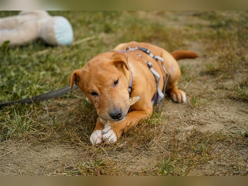 Sono, süßer kleiner Shar Pei Mix Welpe