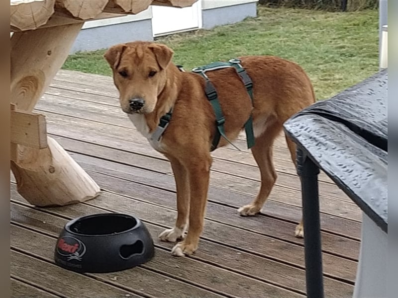 Sono, süßer kleiner Shar Pei Mix Welpe