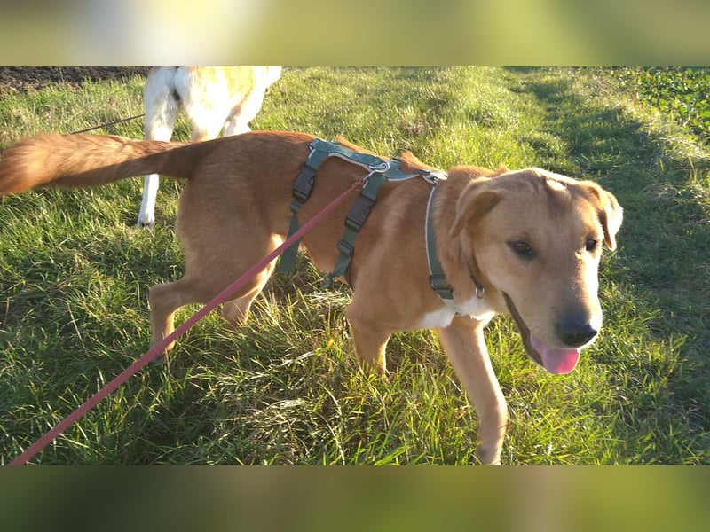 Sono, süßer kleiner Shar Pei Mix Welpe