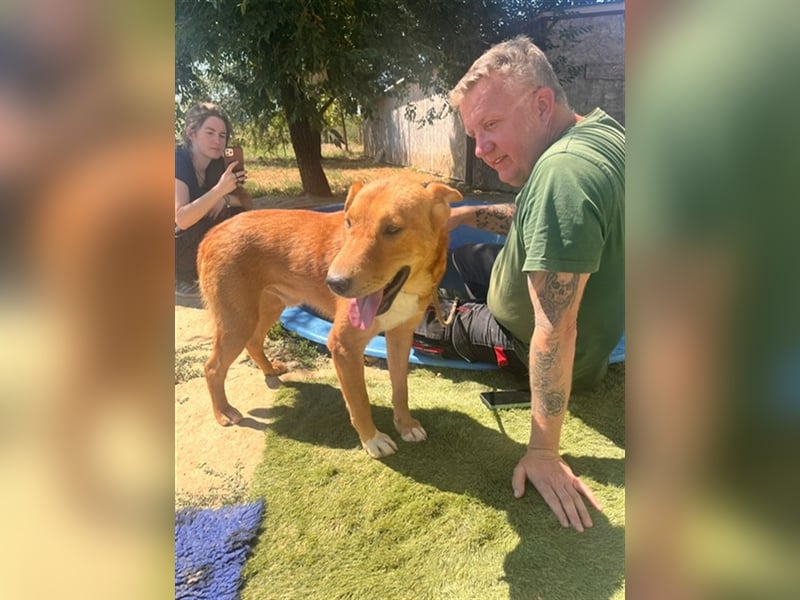 Sono, süßer kleiner Shar Pei Mix Welpe