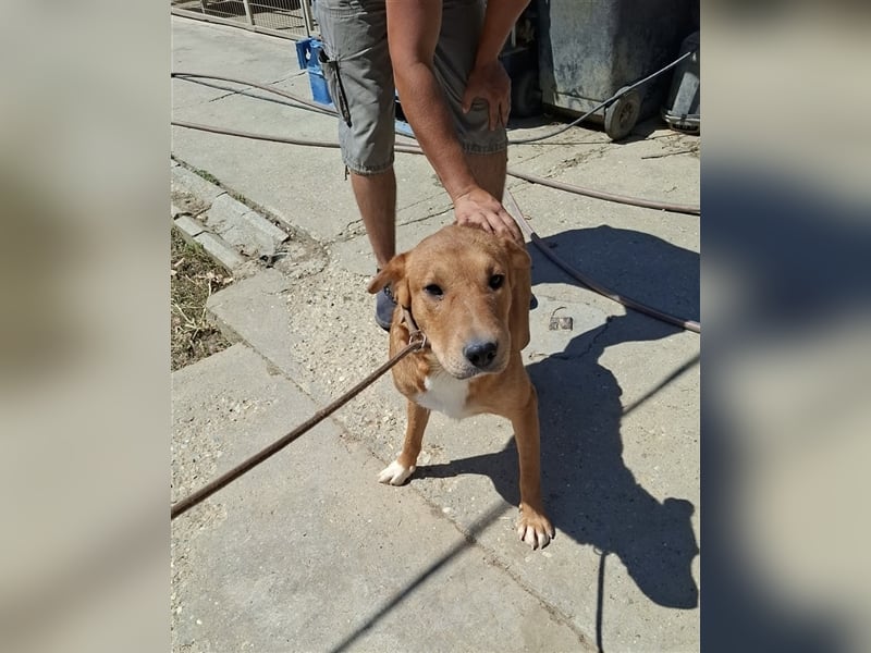 Sono, süßer kleiner Shar Pei Mix Welpe