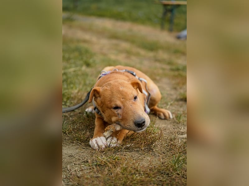 Sono, süßer kleiner Shar Pei Mix Welpe