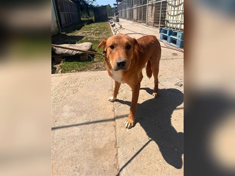Sono, süßer kleiner Shar Pei Mix Welpe