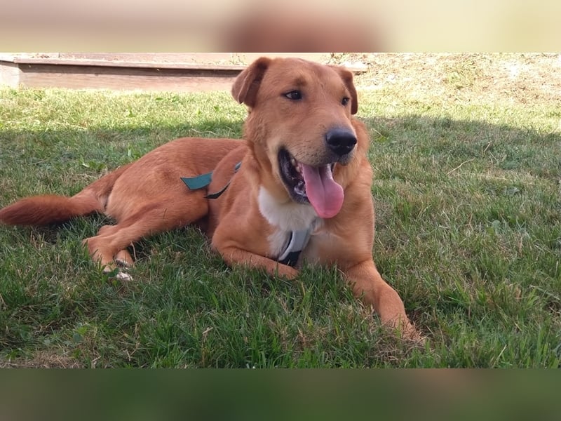 Sono, süßer kleiner Shar Pei Mix Welpe