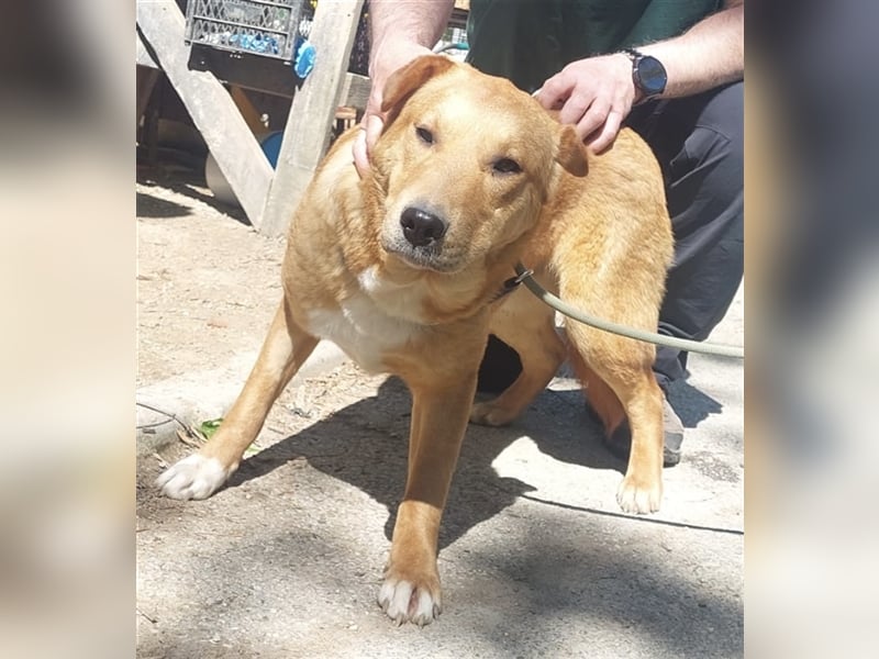 Sono, süßer kleiner Shar Pei Mix Welpe