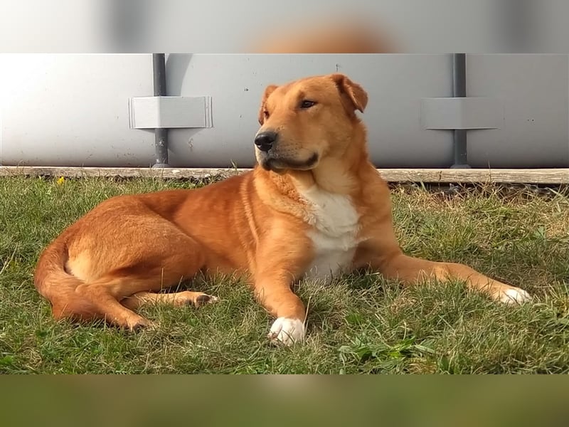 Sono, süßer kleiner Shar Pei Mix Welpe