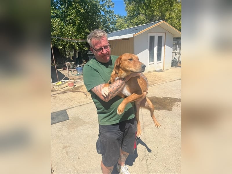Sono, süßer kleiner Shar Pei Mix Welpe