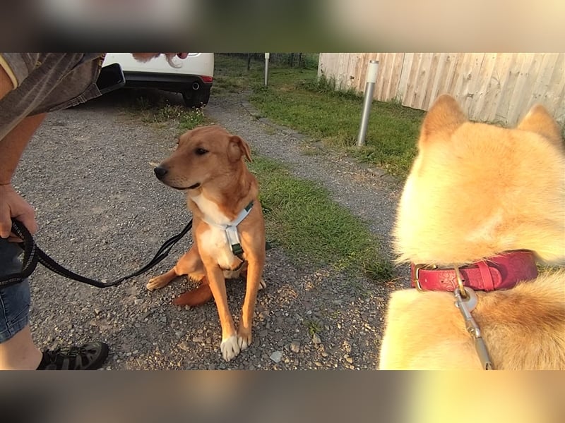 Sono, süßer kleiner Shar Pei Mix Welpe
