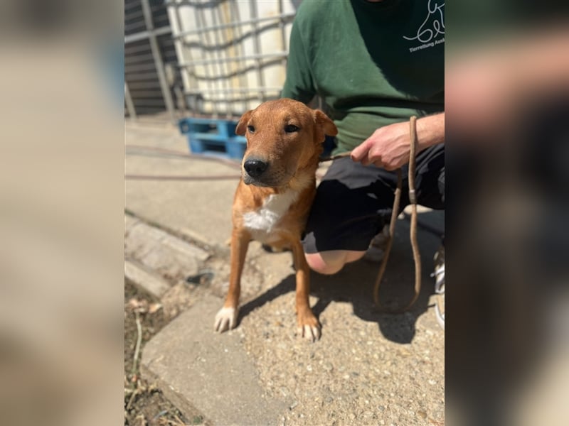 Sono, süßer kleiner Shar Pei Mix Welpe