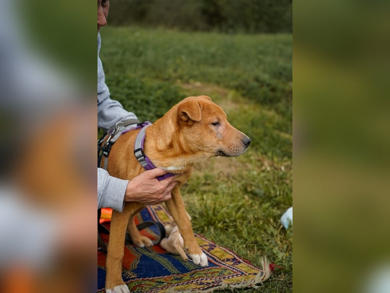 Sono, süßer kleiner Shar Pei Mix Welpe