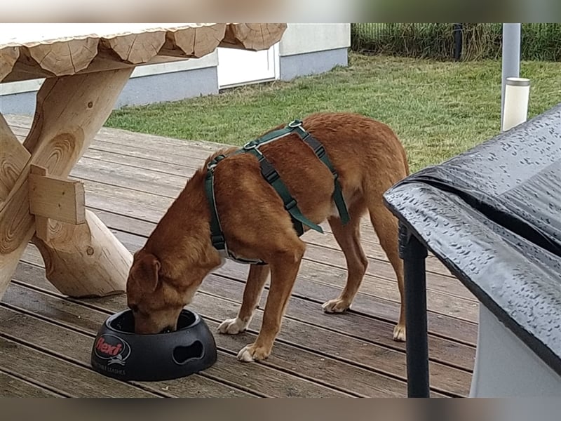 Sono, süßer kleiner Shar Pei Mix Welpe
