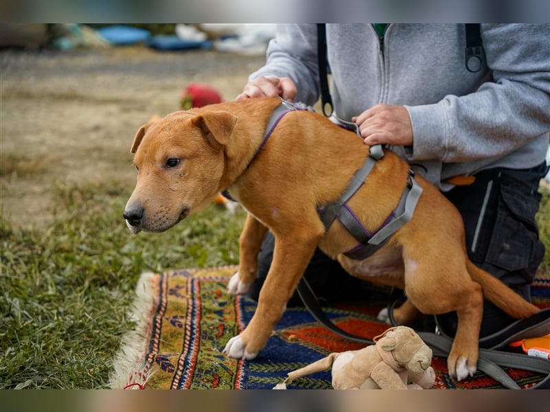 Sono, süßer kleiner Shar Pei Mix Welpe