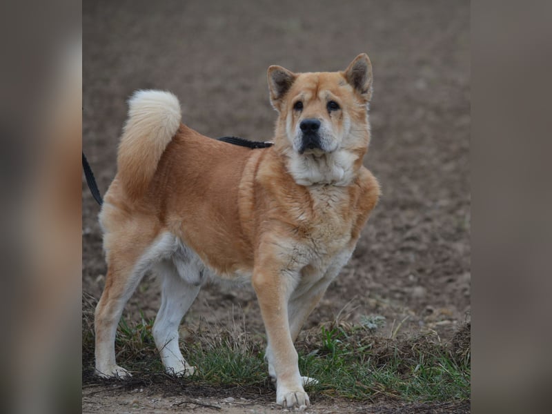 Kleine Knautschnase „Leon“ (Sharpei-Mix), ca. 13 Jahre alt, gut verträglich, sehr lieb