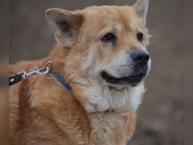 Kleine Knautschnase „Leon“ (Sharpei-Mix), ca. 13 Jahre alt, gut verträglich, sehr lieb