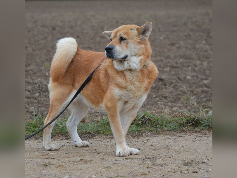 Kleine Knautschnase „Leon“ (Sharpei-Mix), ca. 13 Jahre alt, gut verträglich, sehr lieb