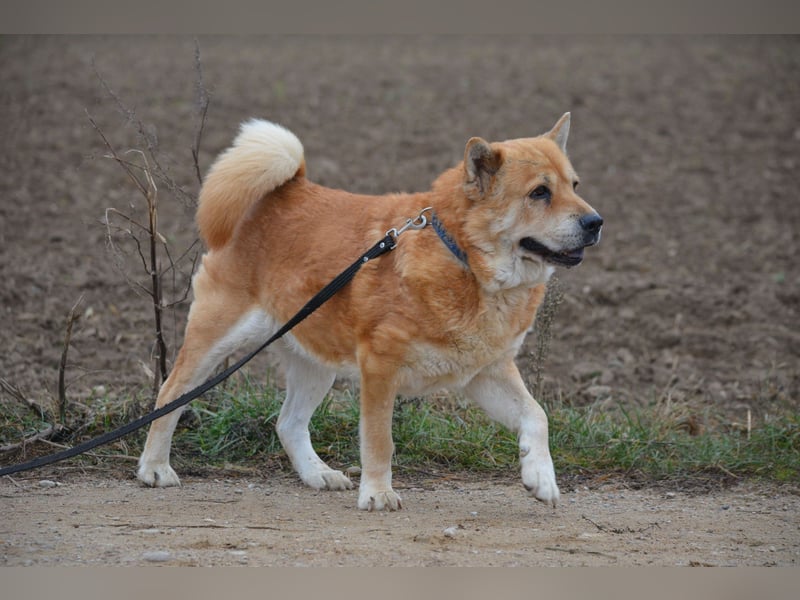 Kleine Knautschnase „Leon“ (Sharpei-Mix), ca. 13 Jahre alt, gut verträglich, sehr lieb