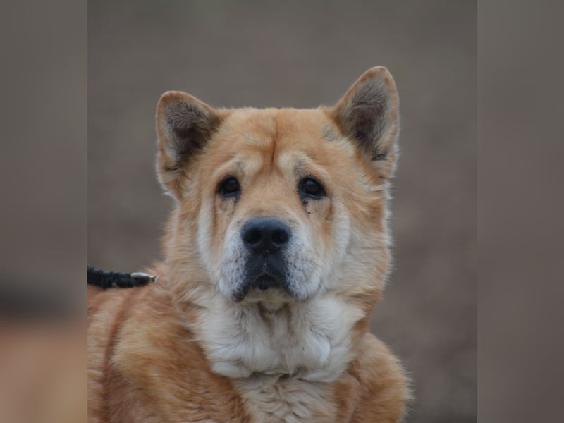 Kleine Knautschnase „Leon“ (Sharpei-Mix), ca. 13 Jahre alt, gut verträglich, sehr lieb