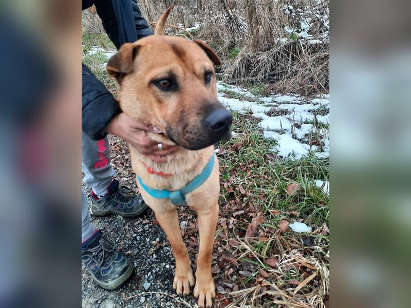 Mackó sucht ein Zuhause