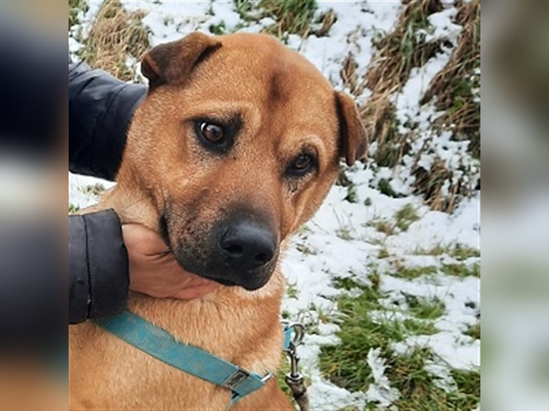 Mackó sucht ein Zuhause