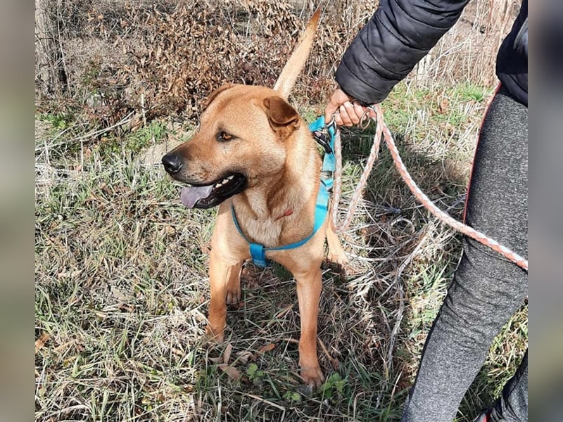 Mackó sucht ein Zuhause