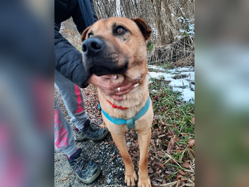 Mackó sucht ein Zuhause
