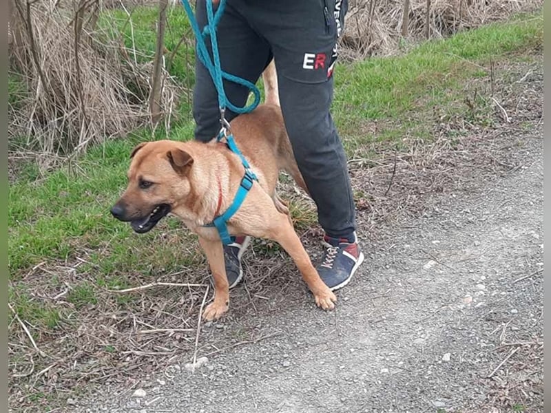 Mackó sucht ein Zuhause