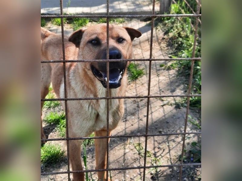 Mackó sucht ein Zuhause