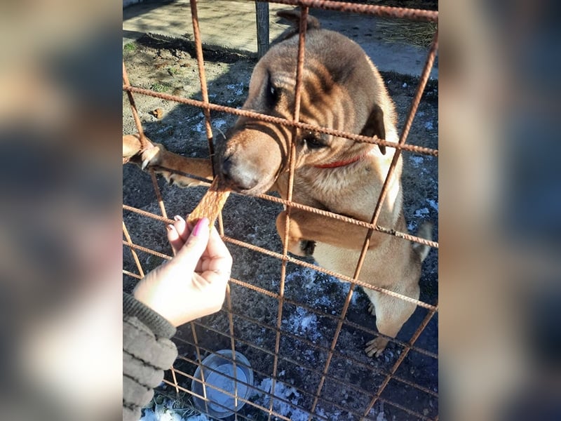 Mackó sucht ein Zuhause
