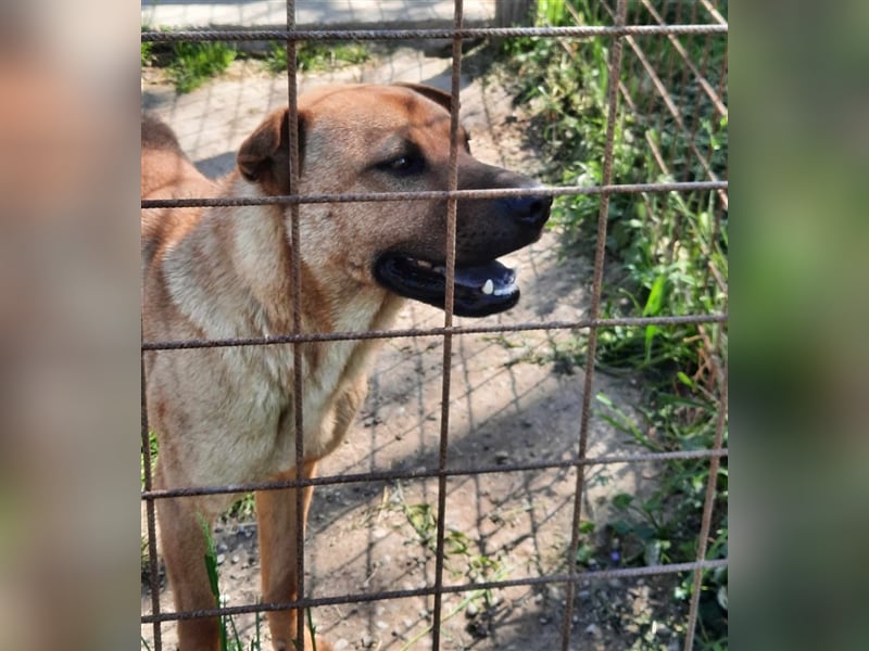 Mackó sucht ein Zuhause
