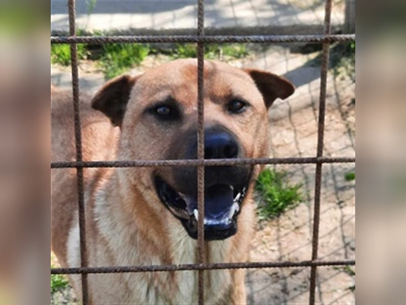 Mackó sucht ein Zuhause