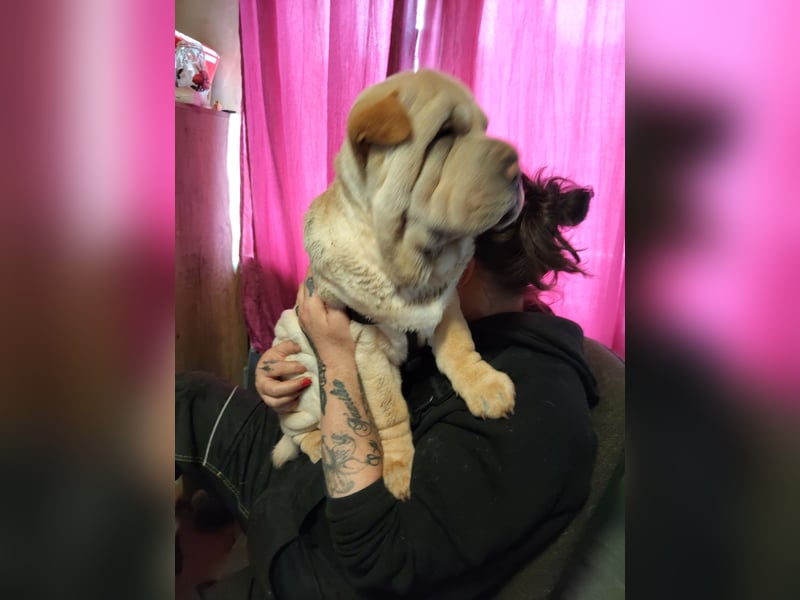 Der kleine baddy sucht ein Zuhause!