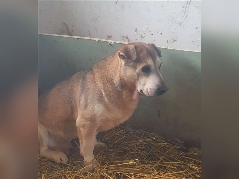 Oniro sharpei mix auf umwegen