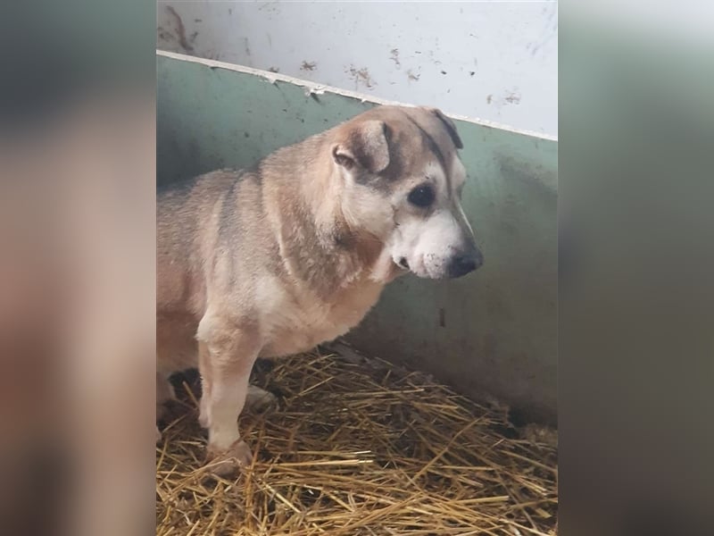 Oniro sharpei mix auf umwegen