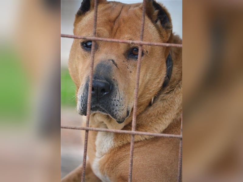Notfall „Orion“, sucht dringend, ca. 5 Jahre alt, rechtes Auge blind
