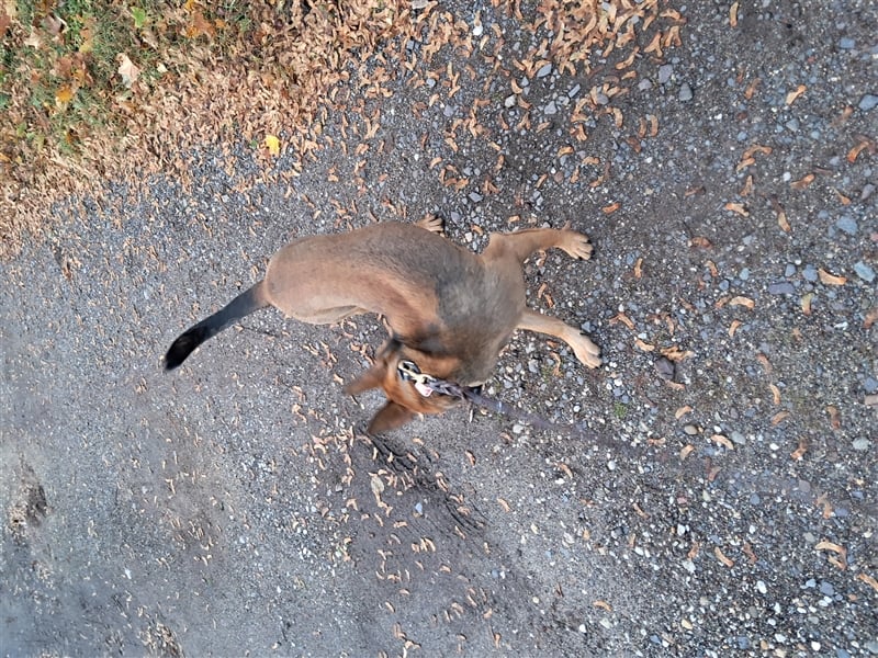 Ein Hund ein 11 Monatealtigen rüden