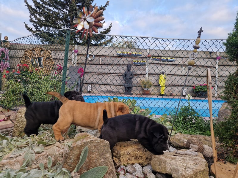 Shar-Pei Welpen Reinrassig Sharpei