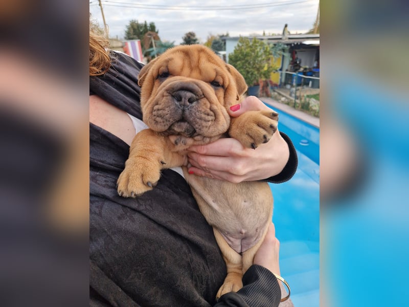 Shar-Pei Welpen Reinrassig Sharpei