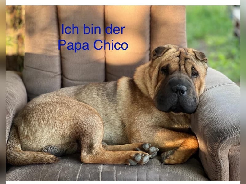 Shar-Pei Welpen Reinrassig Sharpei