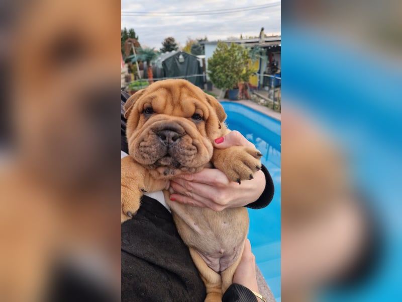 Shar-Pei Welpen Reinrassig Sharpei